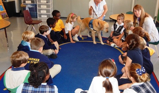 Learning about life as a Comfort Dog