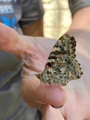 Juliette Fowler Communities Butterfly Release